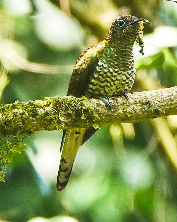 African Emerald Cuckoo - ML613232103