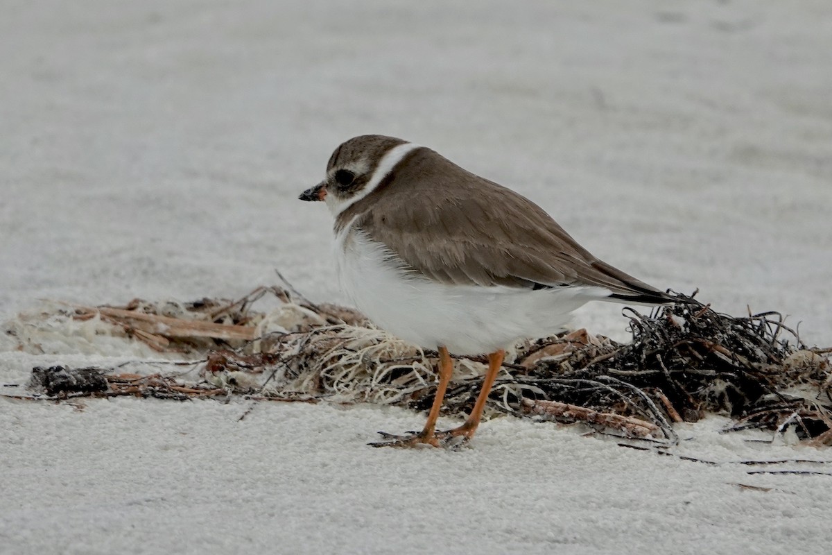 Semipalmated Plover - ML613232115