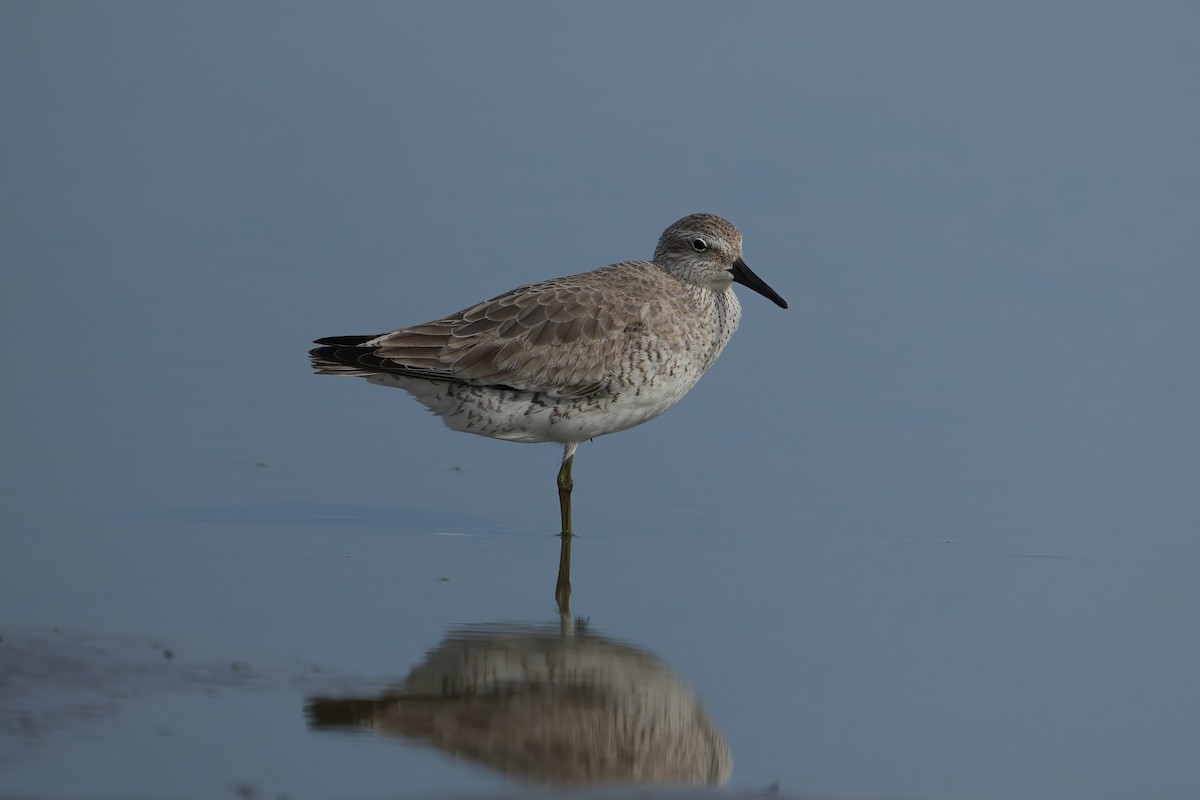 Red Knot - ML613232133
