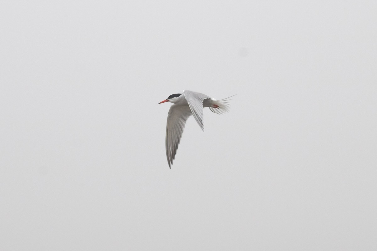 Common Tern - ML613232275