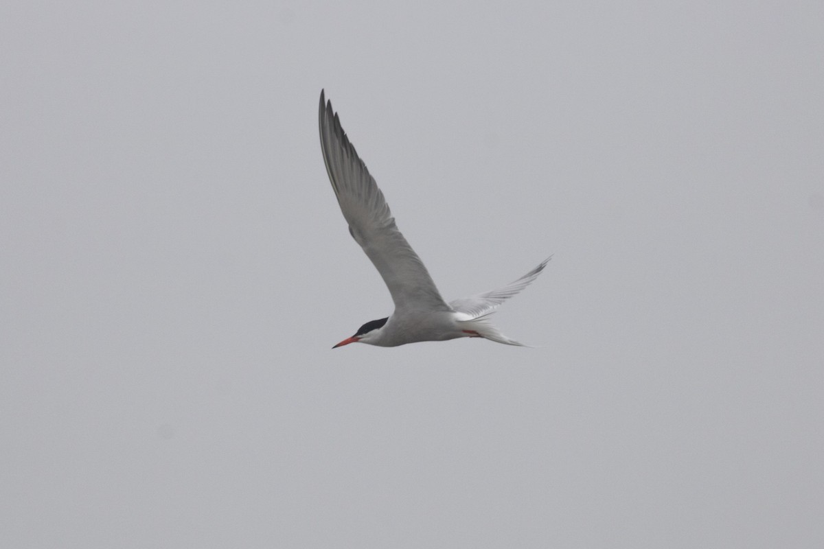 Common Tern - ML613232278