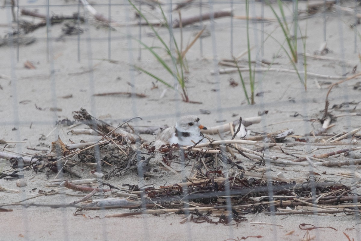 Piping Plover - ML613232285