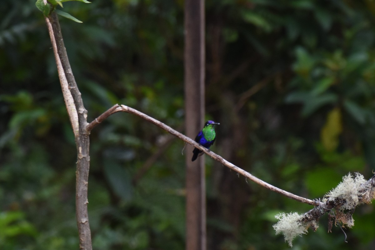 kolibřík vidloocasý (ssp. colombica/rostrifera) - ML613232364