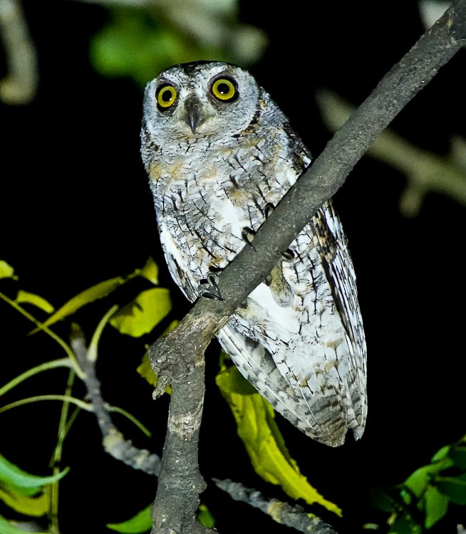 African Scops-Owl - ML613232434