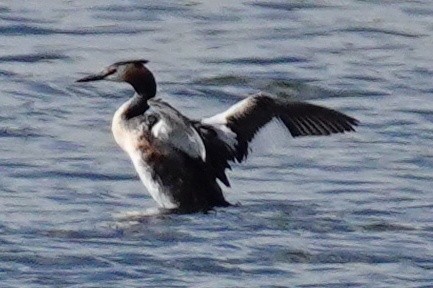 Great Crested Grebe - ML613232565