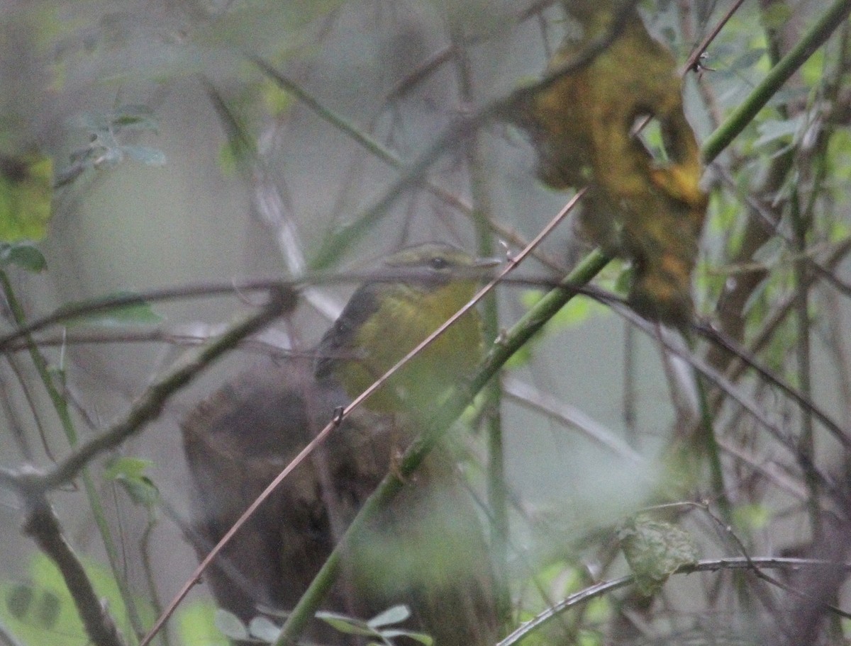 Golden-crowned Warbler (Stripe-crowned) - ML613232627