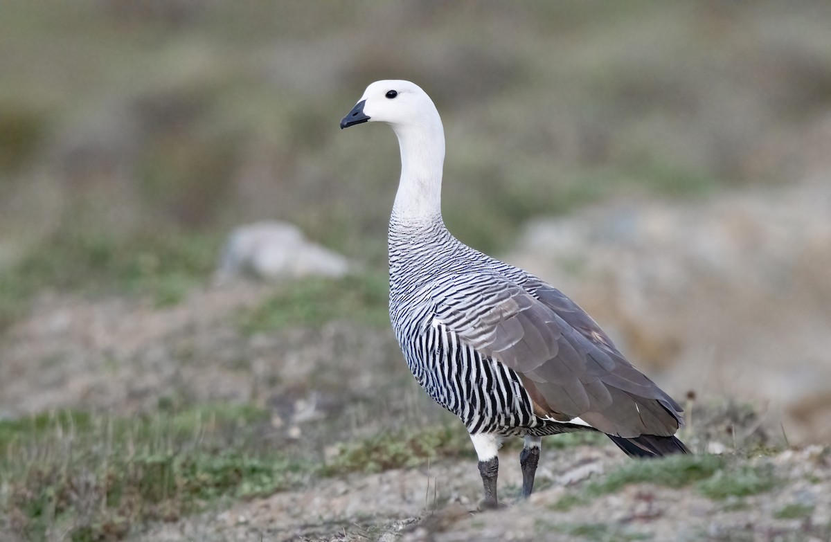 Upland Goose (Bar-breasted) - ML613232642