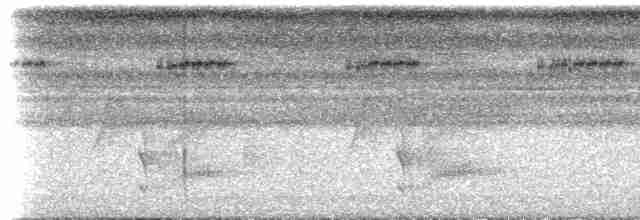 blåkronemanakin (coronata gr.) - ML613232939