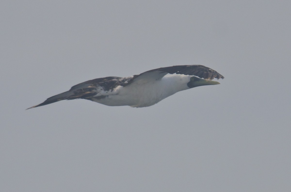 Masked Booby - ML61323301