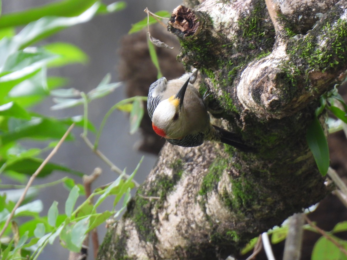 Golden-fronted Woodpecker - ML613233060