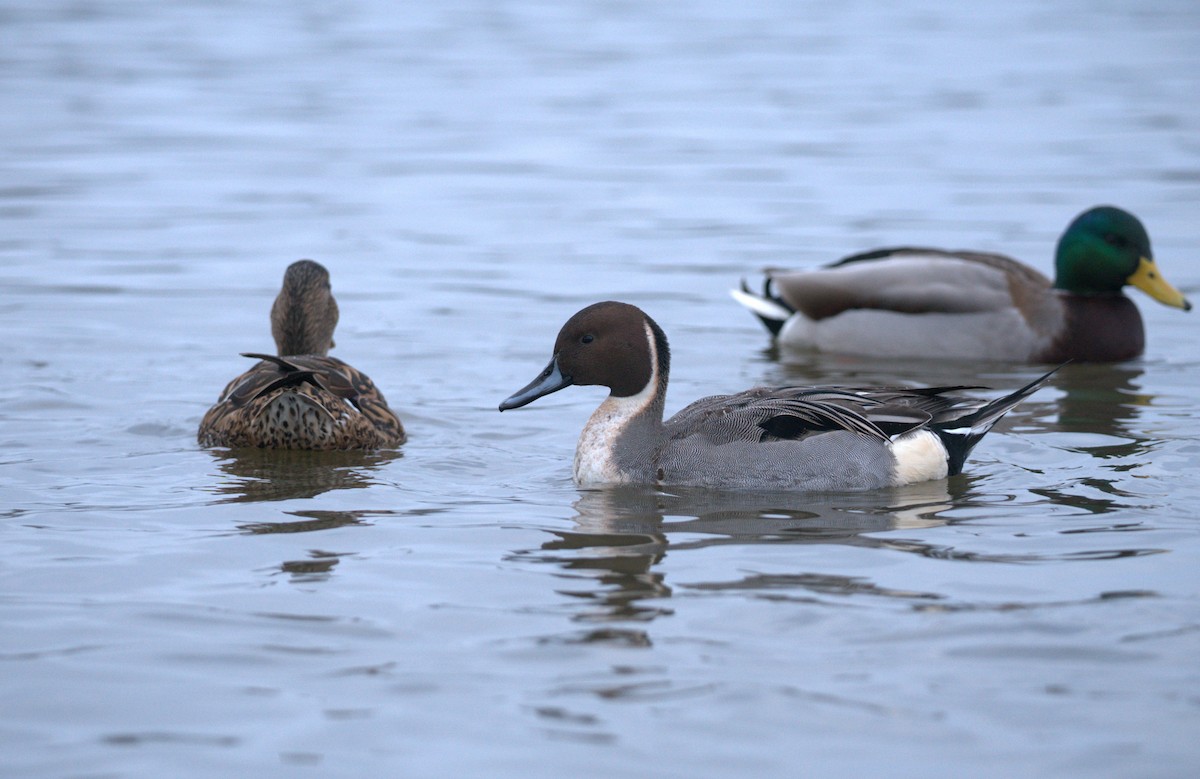 Northern Pintail - Harry Coghill