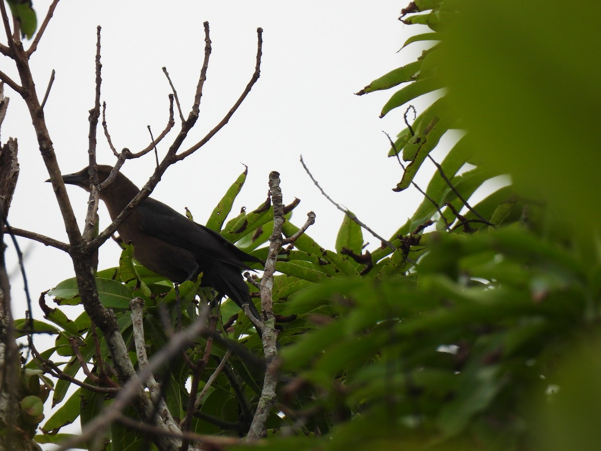 Great-tailed Grackle - ML613233140