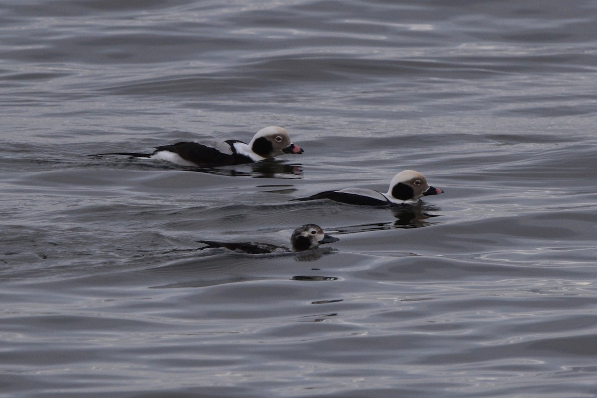 Long-tailed Duck - ML613233443