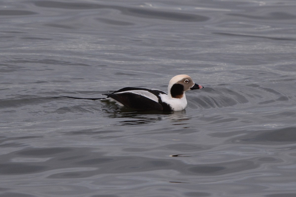Long-tailed Duck - ML613233444