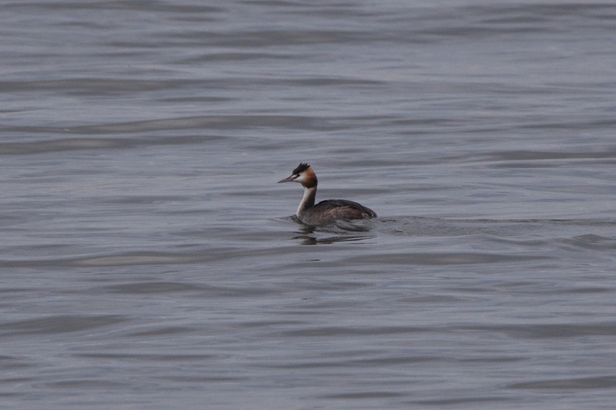 Great Crested Grebe - ML613233466