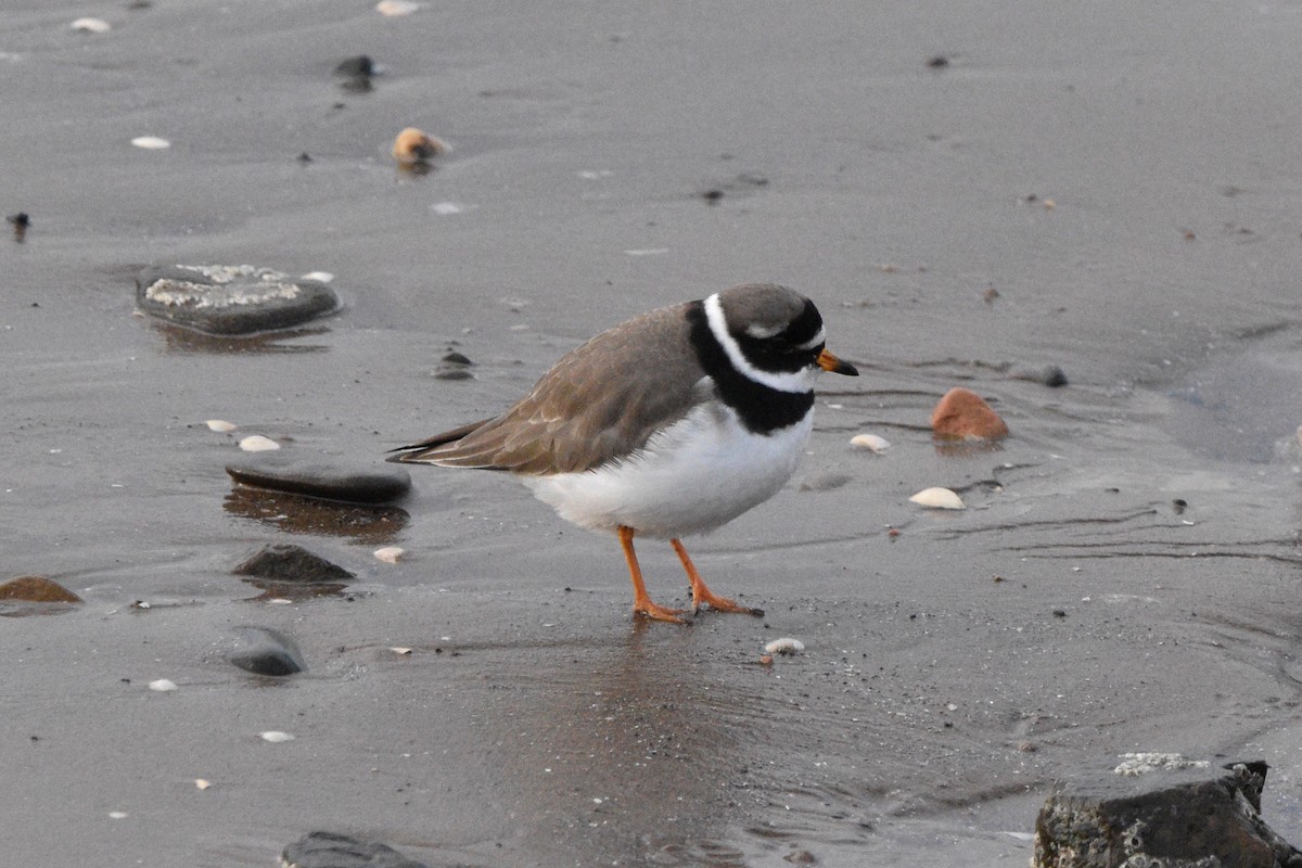 Common Ringed Plover - ML613233480