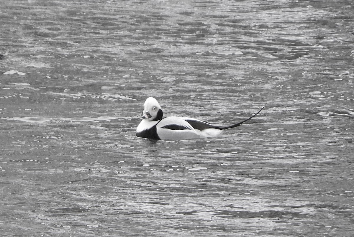 Long-tailed Duck - Sue Plankis