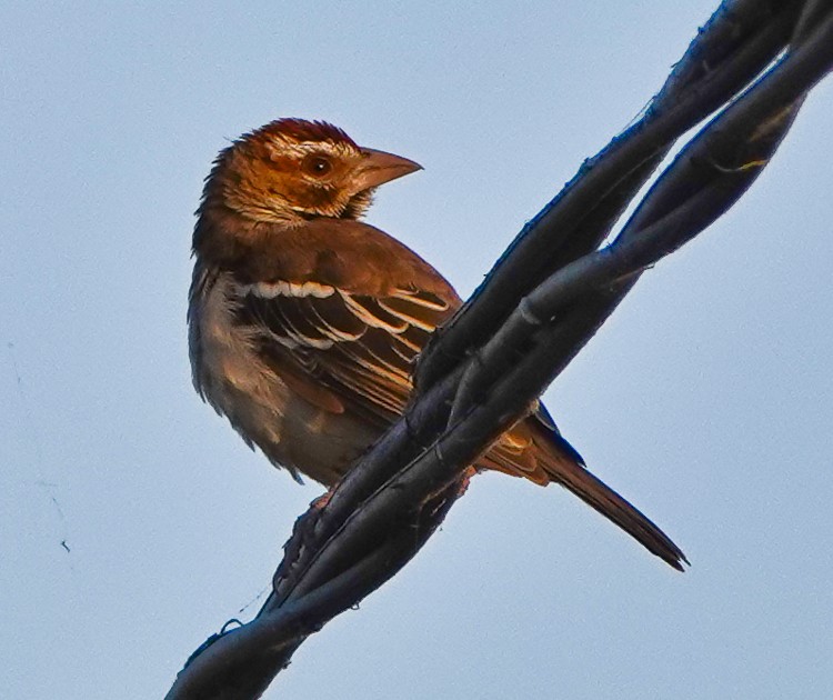 Chestnut-crowned Sparrow-Weaver - ML613234277