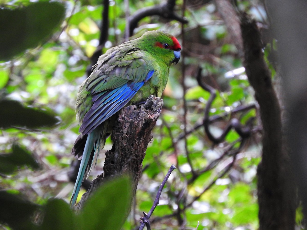 Red-crowned Parakeet - Matt Slaymaker