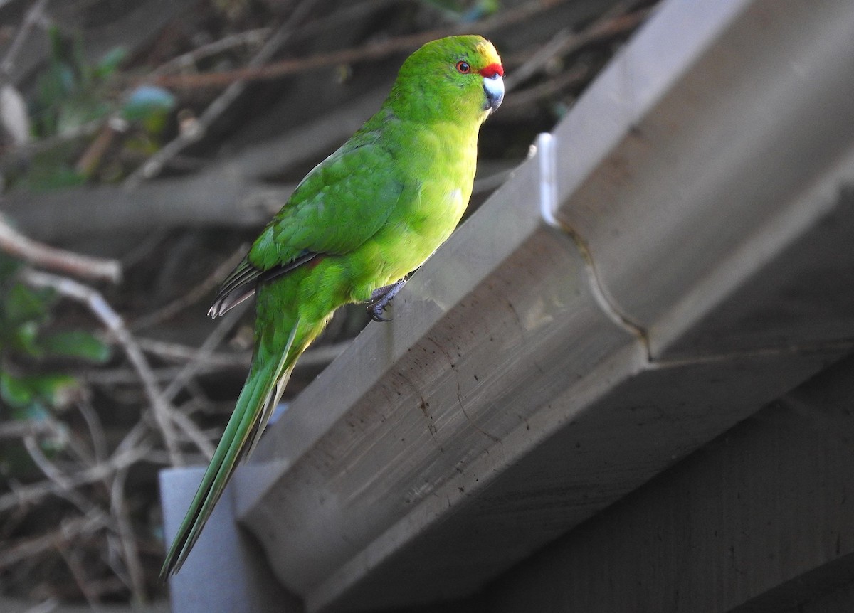 Chatham Islands Parakeet - Matt Slaymaker