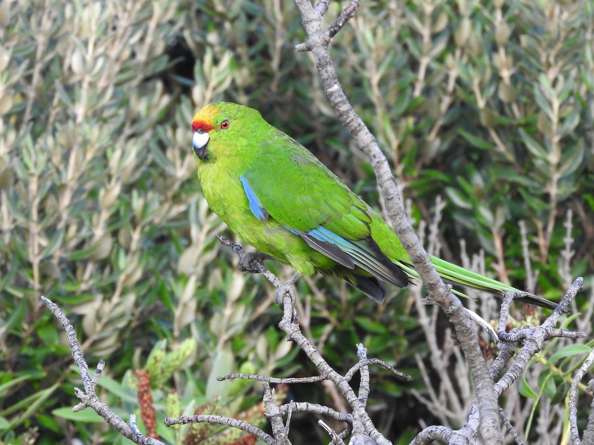Chatham Islands Parakeet - ML613234493