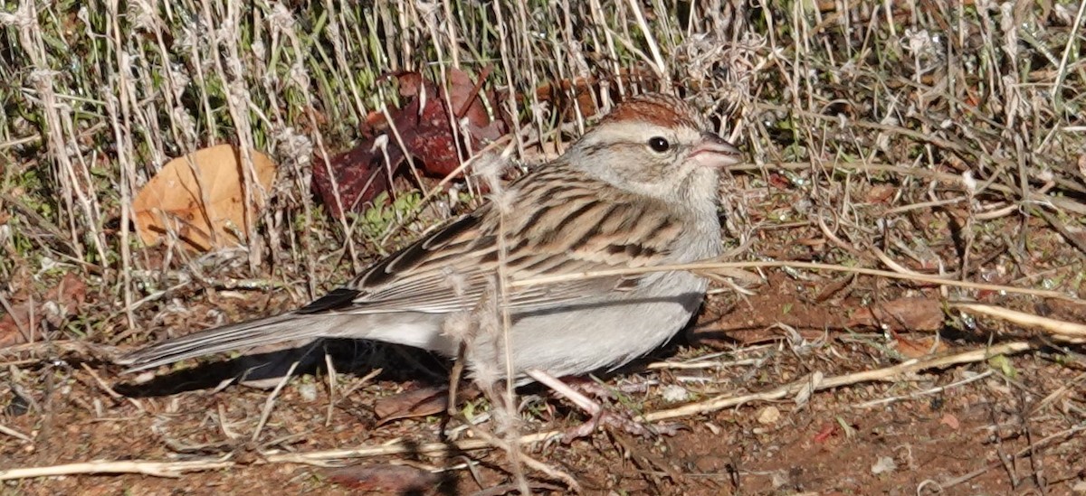 EBird Checklist 7 Jan 2024 Cottonwood Canyon 27 Species   1200