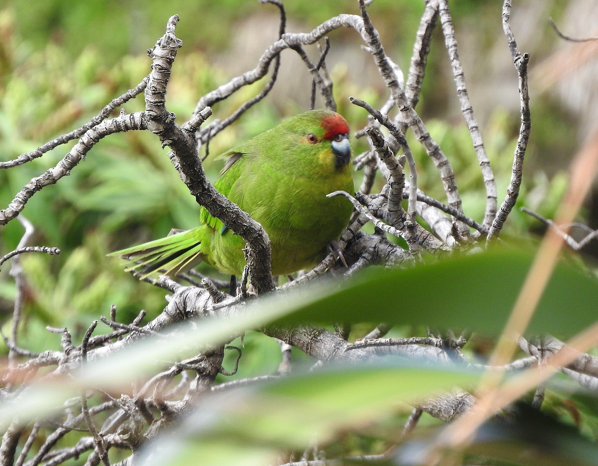 Red-crowned x Chatham Islands Parakeet (hybrid) - ML613235223