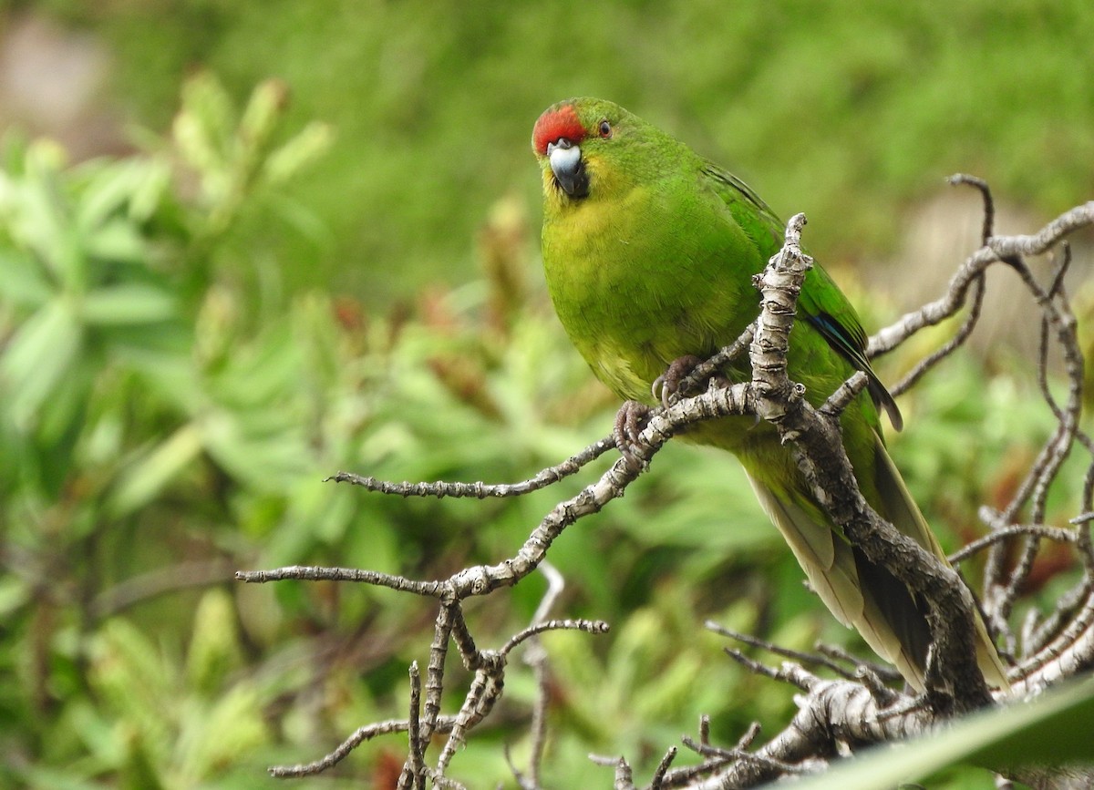 Red-crowned x Chatham Islands Parakeet (hybrid) - ML613235224