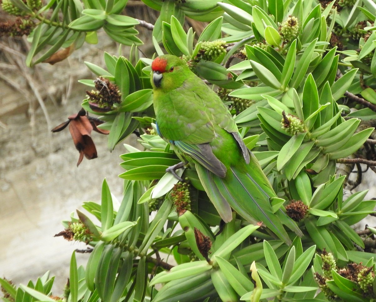 Red-crowned x Chatham Islands Parakeet (hybrid) - Matt Slaymaker