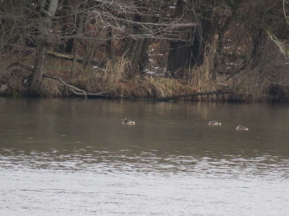 Pennsylvania eBird Checklist 7 Jan 2024 Green Lane ParkWard Rd
