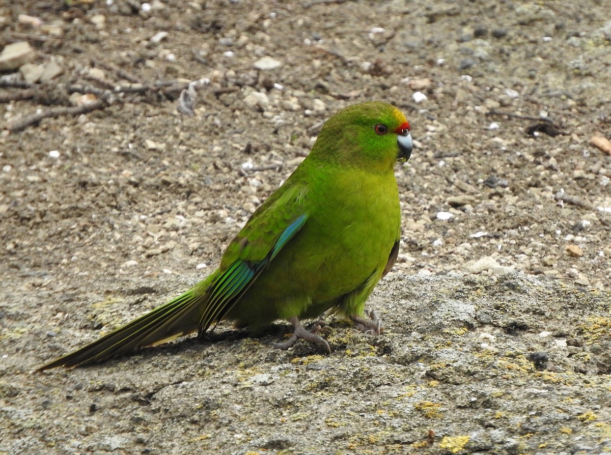 Chatham Islands Parakeet - Matt Slaymaker