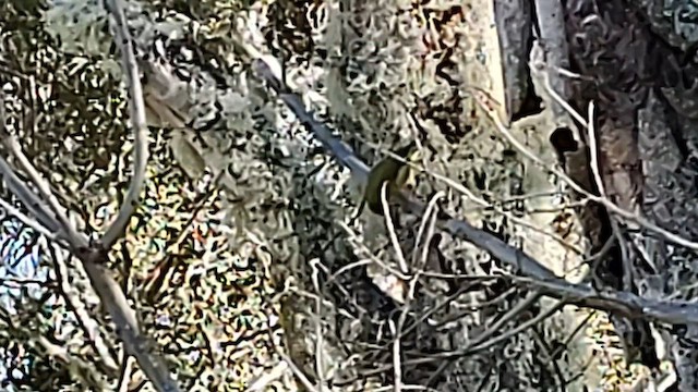 Hawaii-Sichelkleidervogel - ML613235485