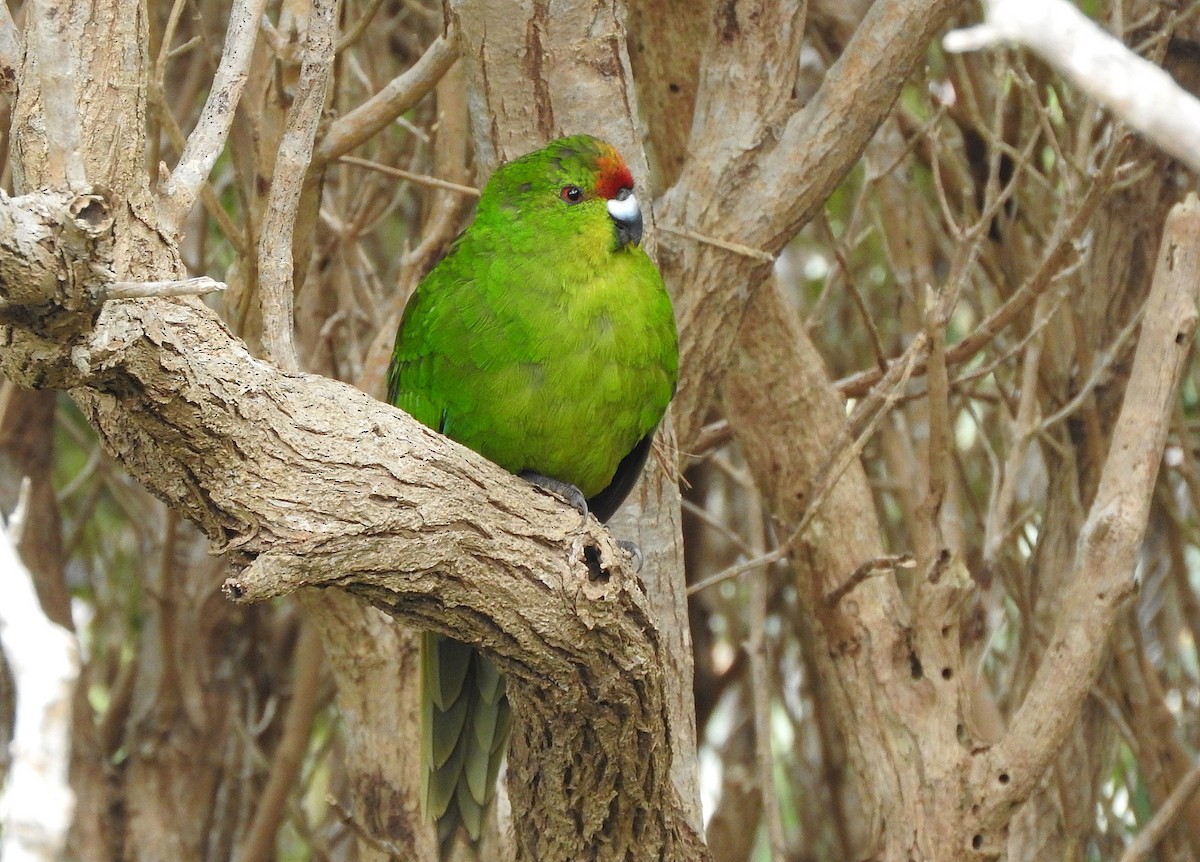 Red-crowned x Chatham Islands Parakeet (hybrid) - ML613235598