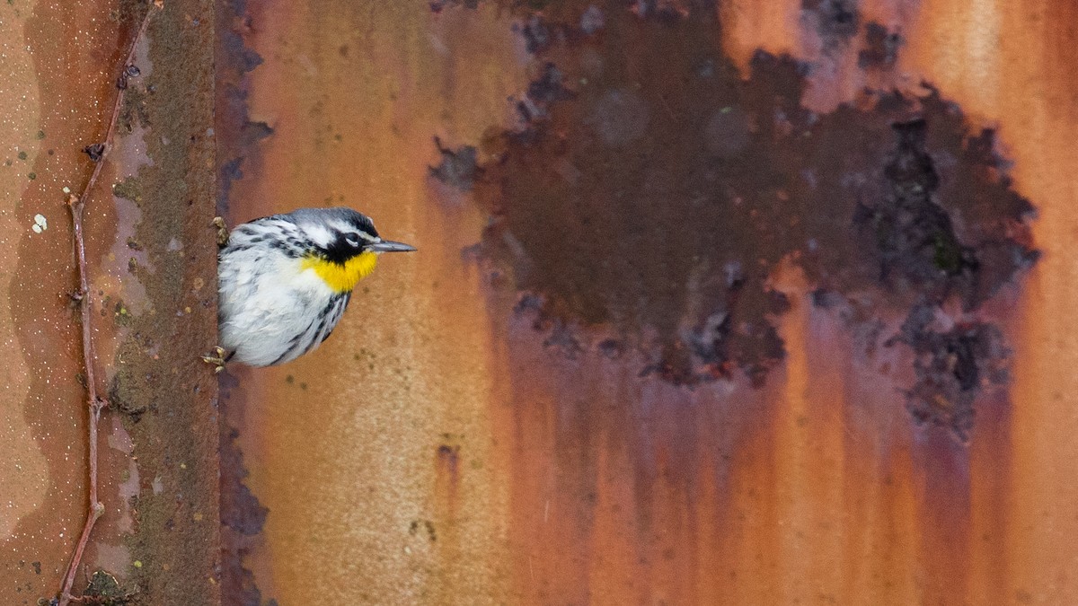 Yellow-throated Warbler - Matthew Zeitler