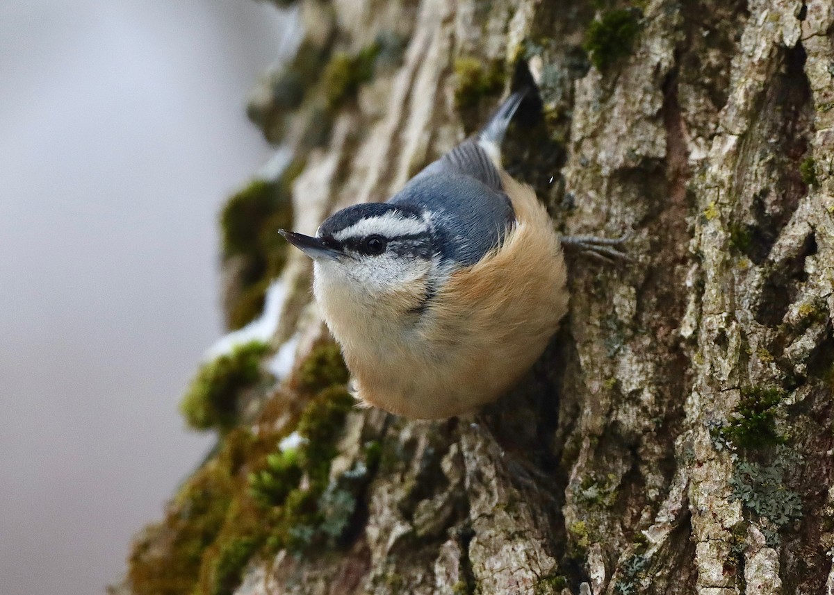 Red-breasted Nuthatch - ML613235775
