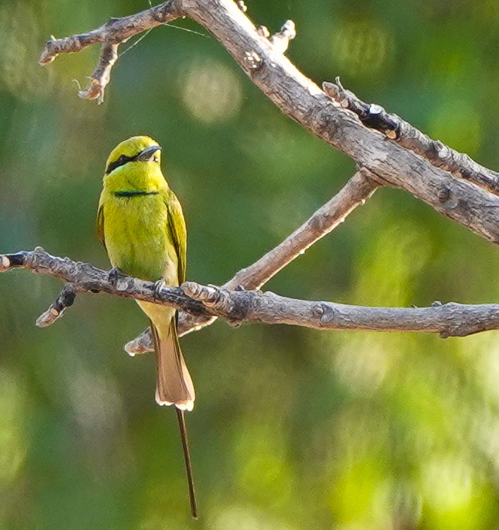 African Green Bee-eater - ML613235999