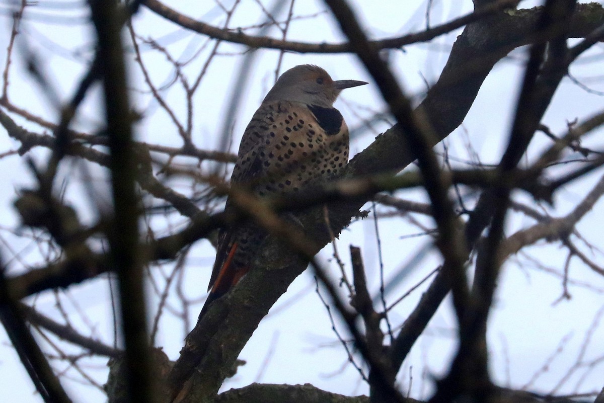 Northern Flicker (Red-shafted) - James Rieman