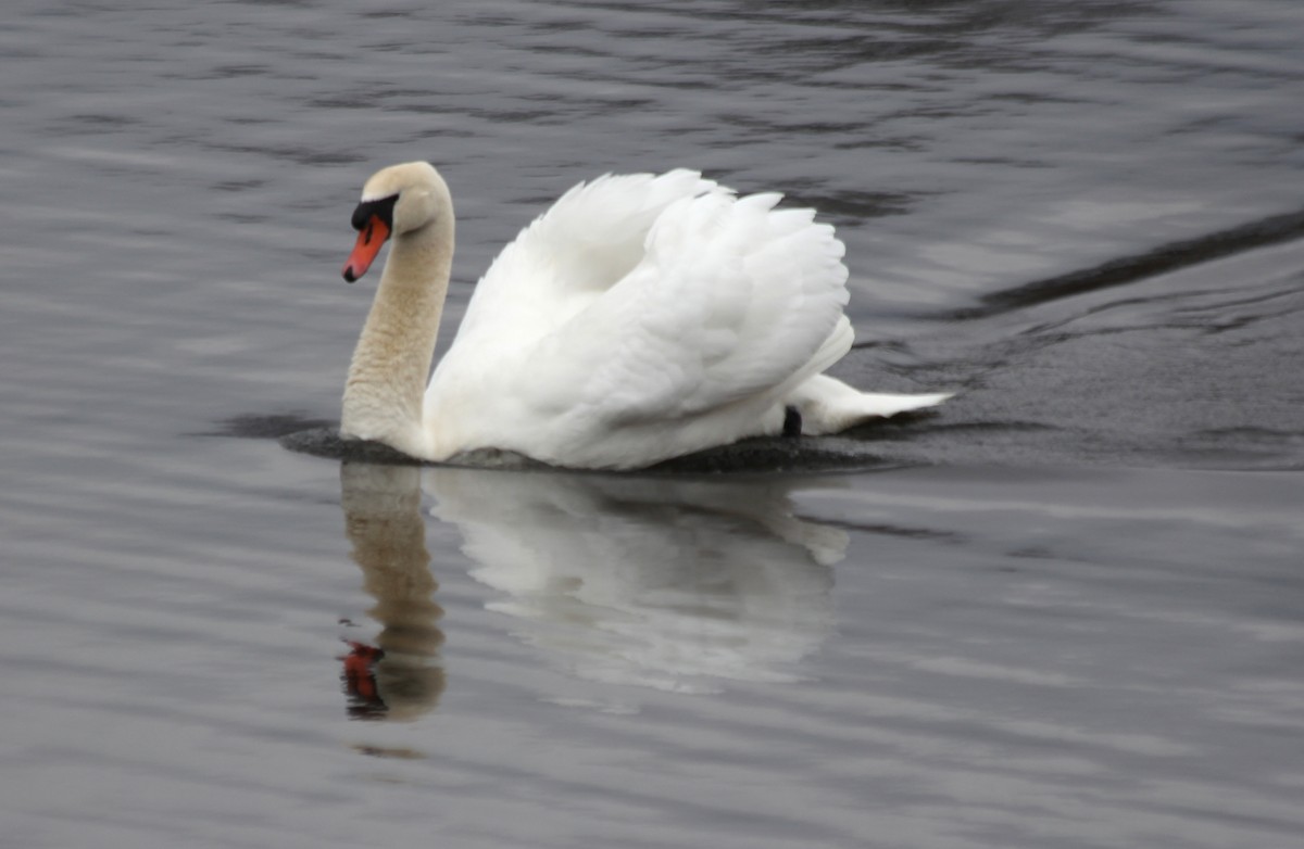 Mute Swan - cammy kaynor