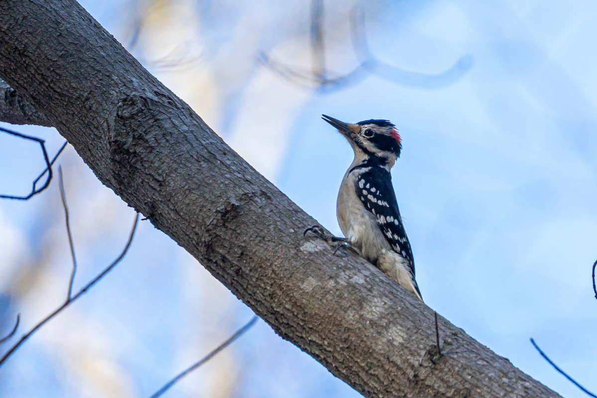 Hairy Woodpecker - ML613236133