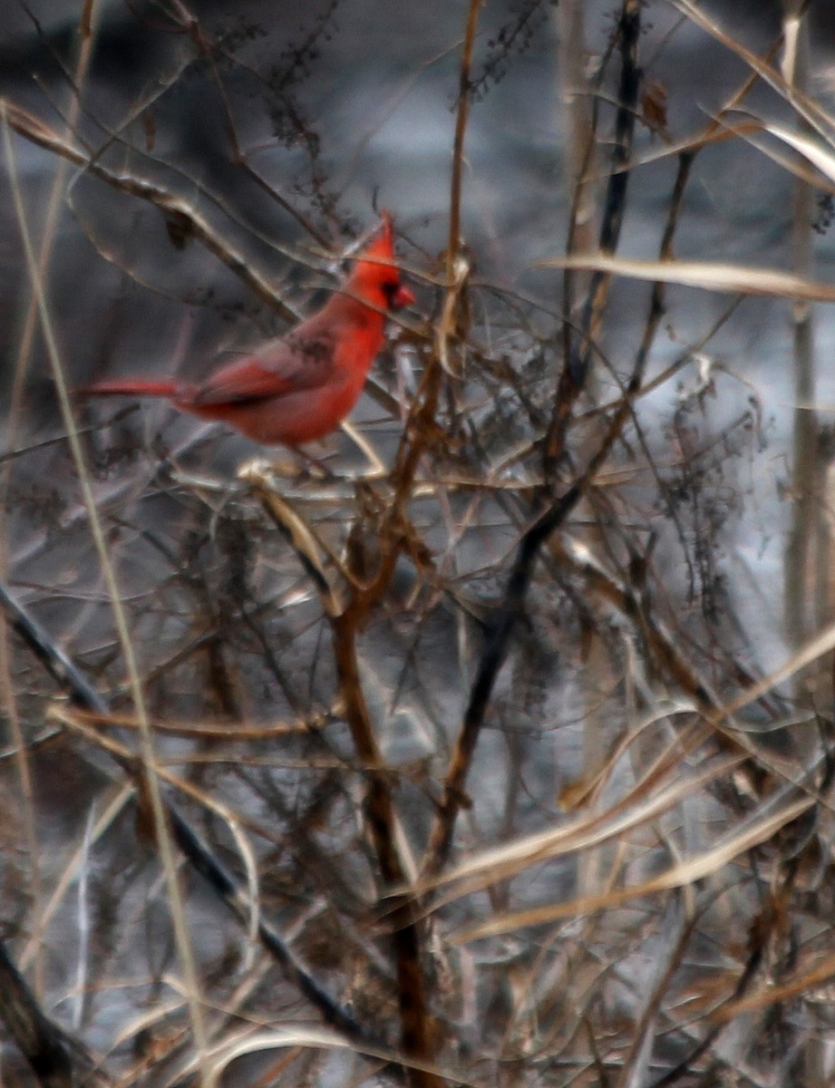 Northern Cardinal - cammy kaynor
