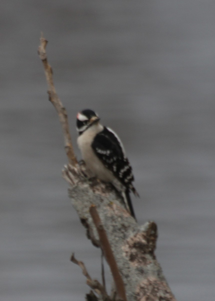 Downy Woodpecker - ML613236167