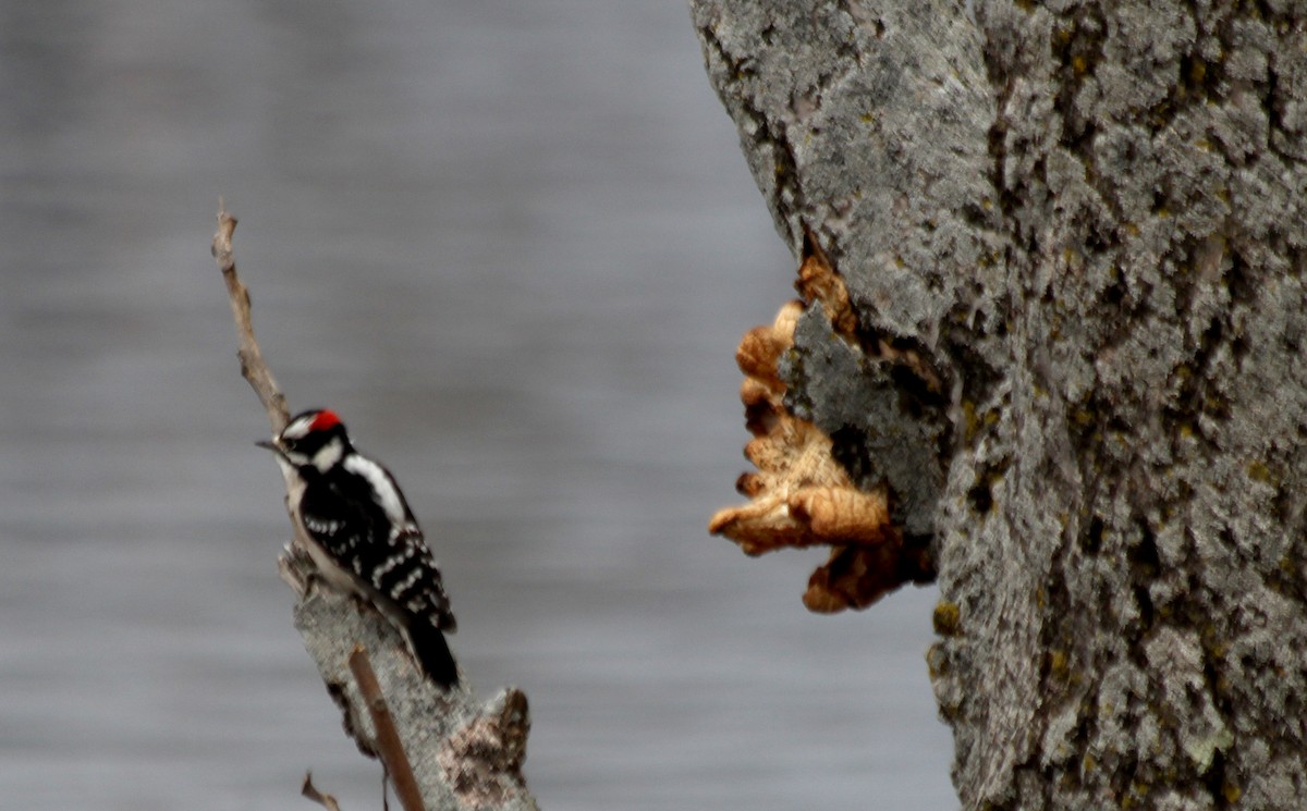 Downy Woodpecker - cammy kaynor