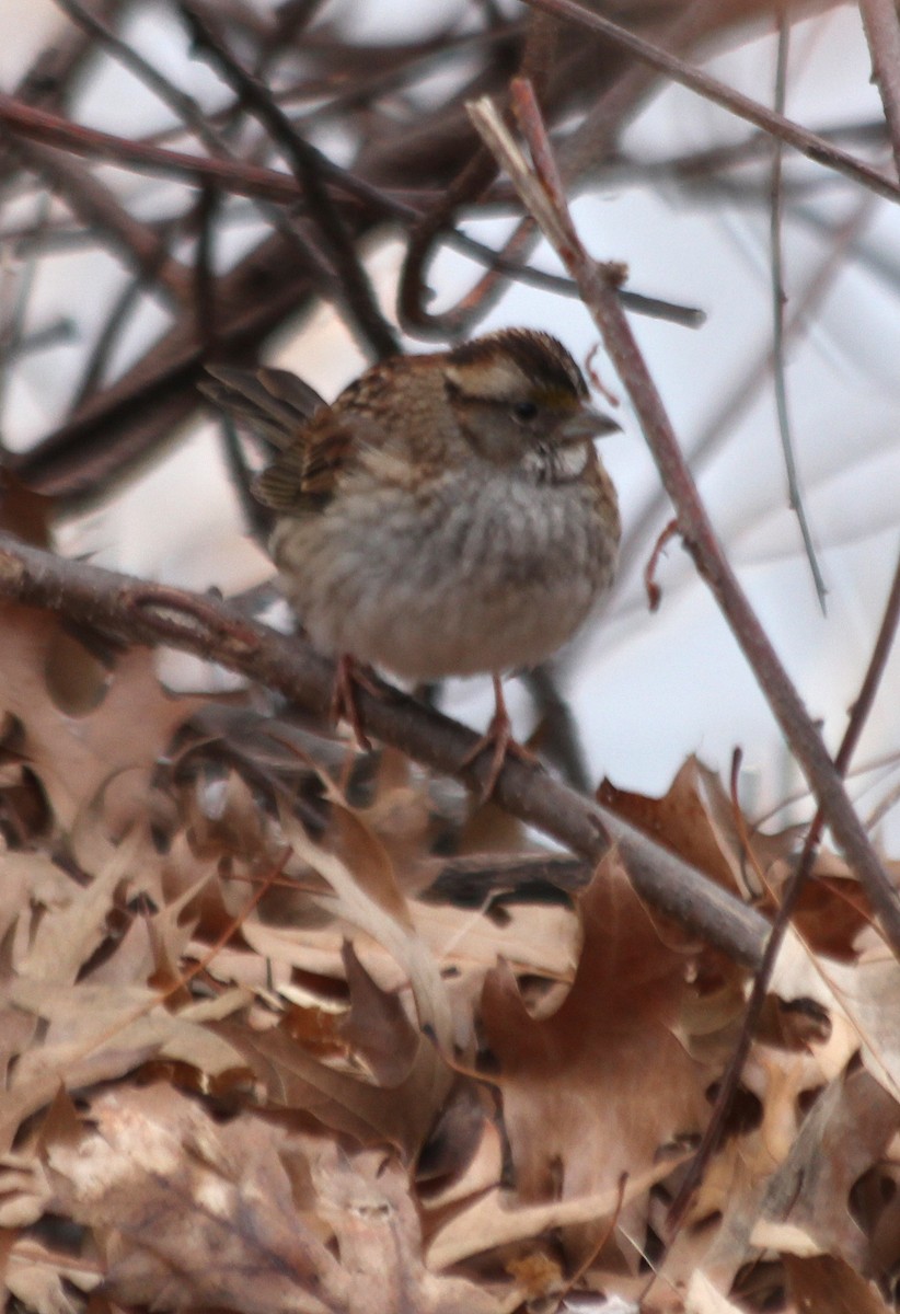 White-throated Sparrow - ML613236187