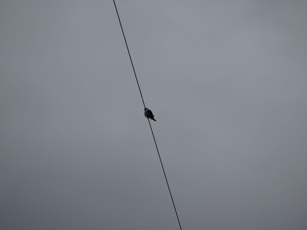 Black-shouldered Kite - Mike Youdale