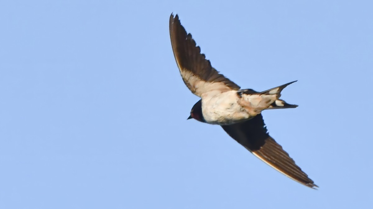 Barn Swallow (White-bellied) - ML613236413