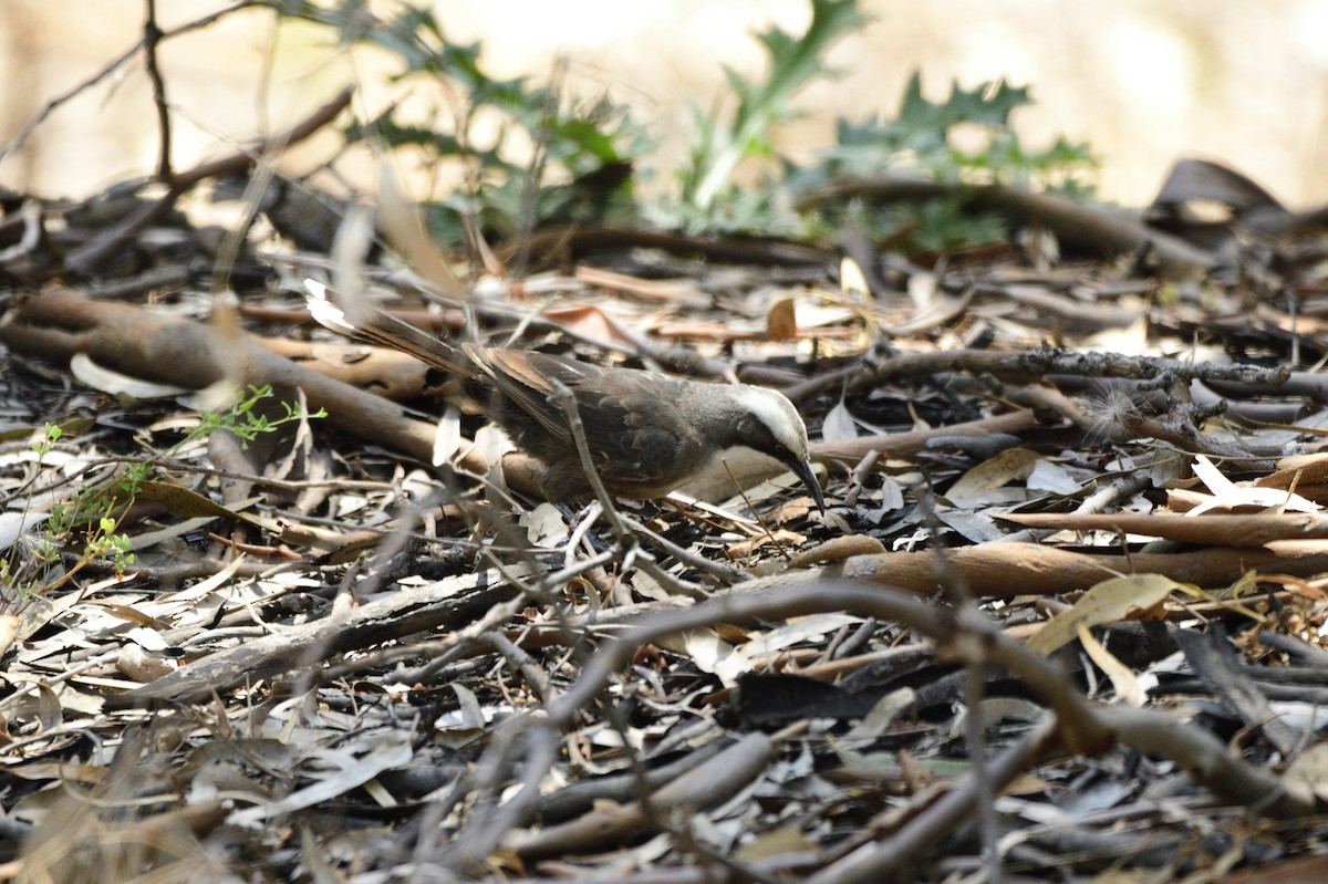 Gray-crowned Babbler - Ken Crawley