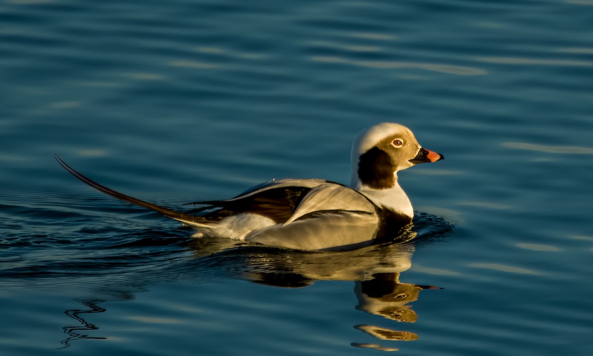 Long-tailed Duck - ML613237057