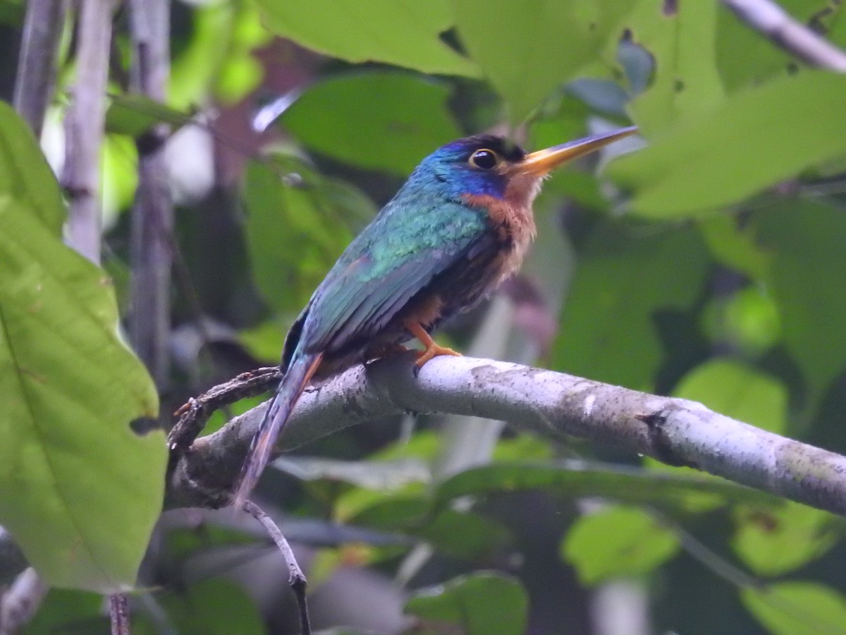 Blue-cheeked Jacamar - Raul Afonso Pommer-Barbosa - Amazon Birdwatching