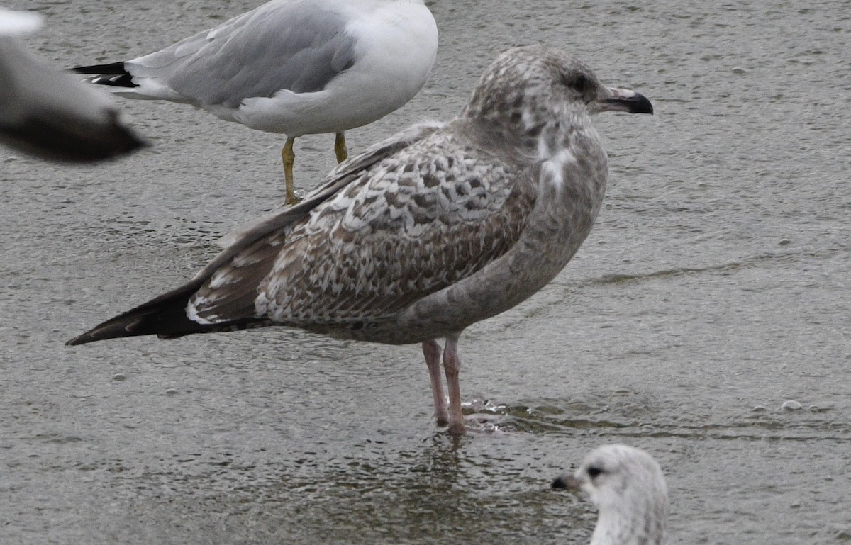 eBird Checklist - 6 Jan 2024 - White Rock Lake & Old Fish Hatchery (PPW ...