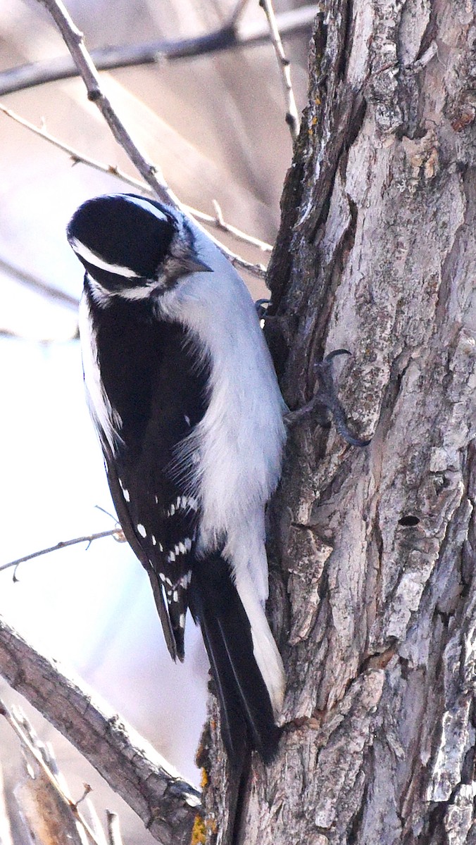 Downy Woodpecker (Rocky Mts.) - Steven Mlodinow